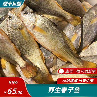 黄山鱼 海捕海钓春子鱼 黄瓜鱼近亲  宝宝辅食 黄姑婆