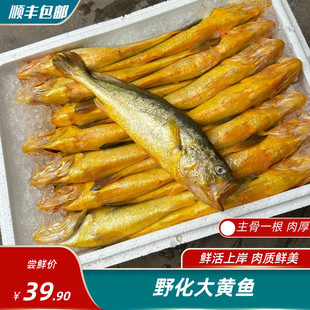 野化大黄鱼 黄花鱼 深海围养 大规格 9两-1斤 7-8两 可代杀