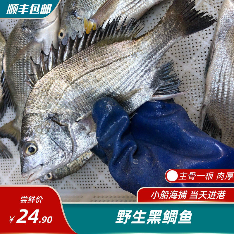 东海海鲜鲫鱼 黑鲷鱼 黑翅鱼海鲜黄翅鱼黄鲷鱼 海钓海捕新鲜