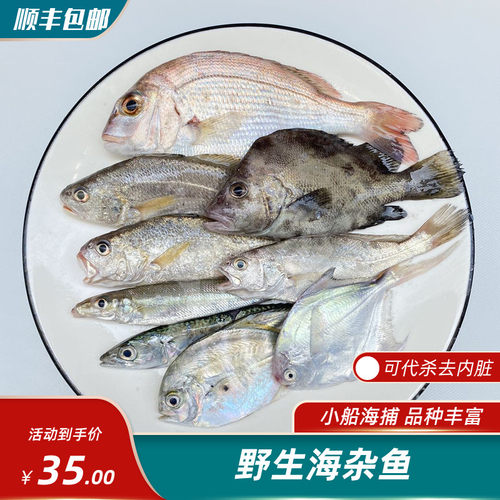 小船海捕海鱼鲜嫩天然
