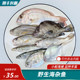 新鲜小杂鱼 鲜嫩海杂鱼