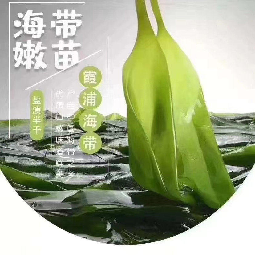 2026年新海带芽 盐渍天然海洋蔬菜250g*2包 6包 火锅凉拌炒煮汤