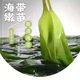2025年新海带芽 火锅凉拌炒煮汤 6包 盐渍天然海洋蔬菜250g 2包
