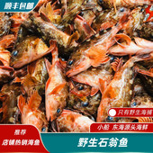 石翁鱼 大 中 海捕鲜活石九公鱼 常规码 虎头鱼补钙小红斑石斑