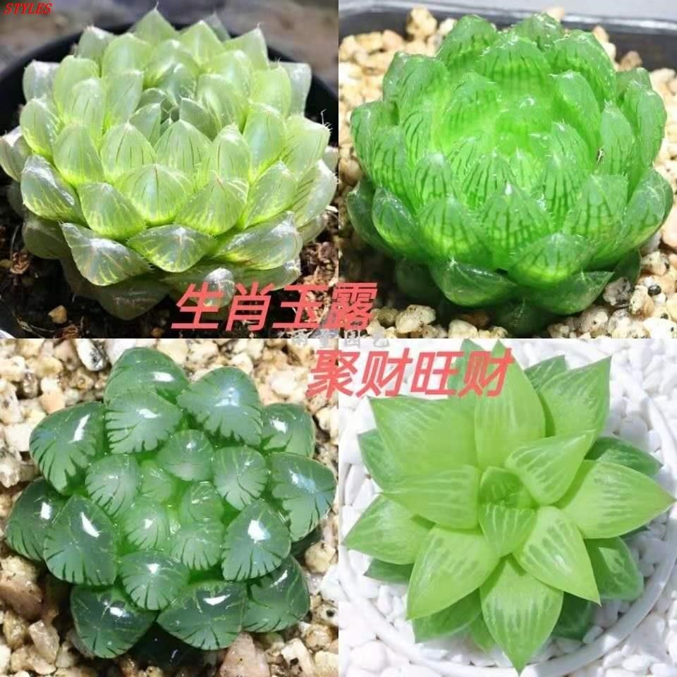 多肉植物生肖组合盆栽花卉玉露琥珀十二卷室内桌面黄金姬冰灯雨露
