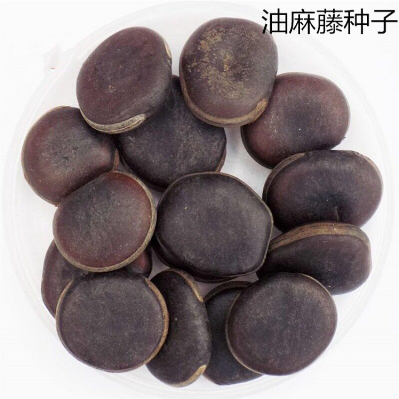 散装油麻藤种子常青爬藤类攀援植物树种子牛马藤大血藤雀儿花常绿