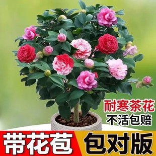 四季 香妃茶花盆栽带花苞五色赤丹山茶花树苗多色好养花苗室内植物