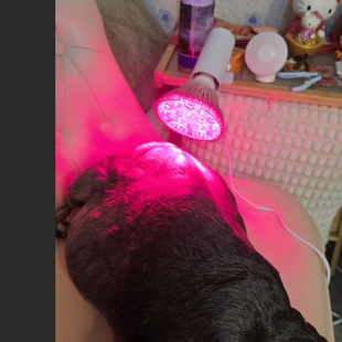 宠物医院专用红外线理疗灯狗狗小猫咪动物脊椎关节炎伤口烤电治疗