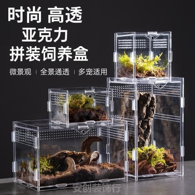 【全网热销1w+】寄居蟹守宫爬宠