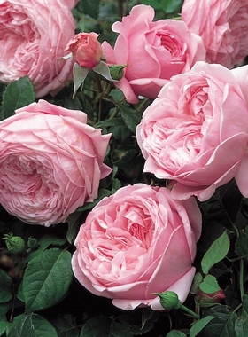 自由精神女神款粉紫色多季节开花浓香型爬藤月季做花墙拱门庭院