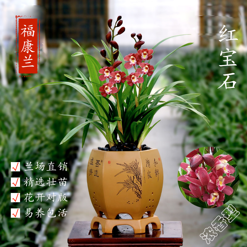 翁源兰花红宝石兰花带花苞墨兰四季名草浓香花卉植物室内花年宵花