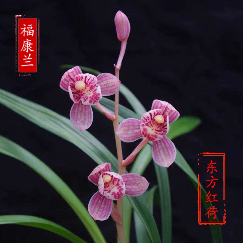 东方红荷翁源兰花苗四季建兰正格荷瓣红花浓香先明艺绿植花卉盆栽