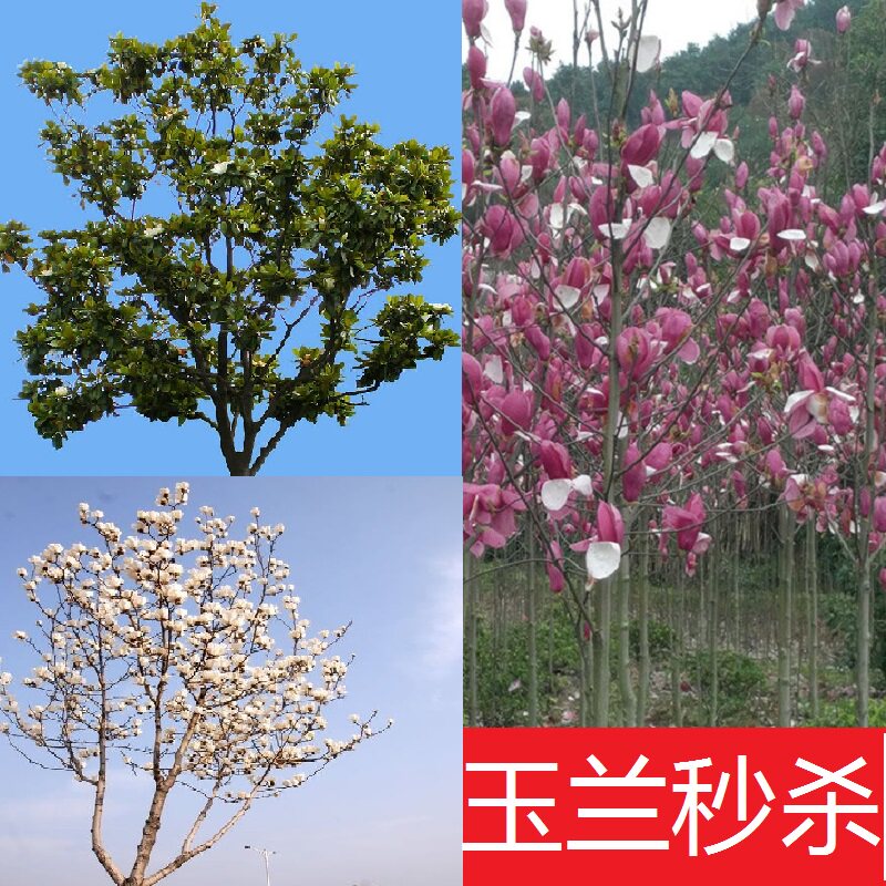 玉兰花树能盆栽吗,玉兰花树,玉兰花树植株(第12页)_大山谷图库