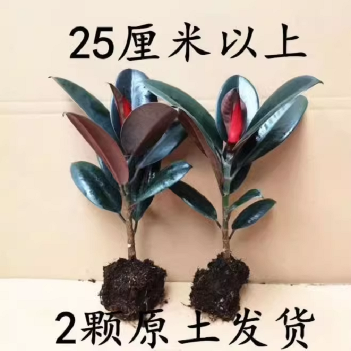 黑金刚橡皮树盆栽家庭室内客厅四季长青花卉净化空气绿色观叶植物,鲜花速递/花卉仿真/绿植园艺,大型绿植/成品组合盆栽,淘宝优惠券,粉丝福利购,淘宝优惠卷