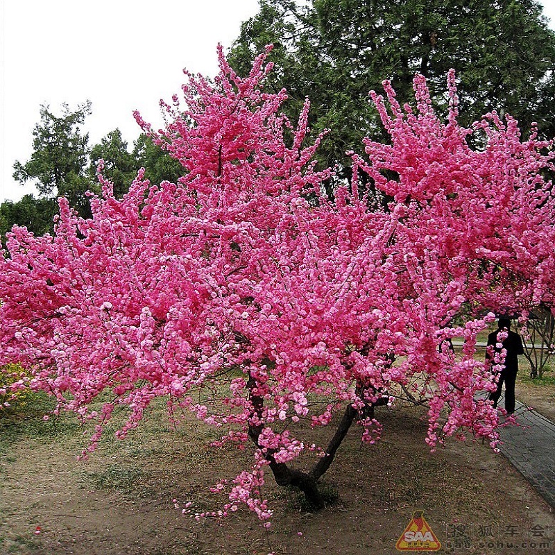 梅花树苗粉红色榆叶梅地栽盆栽开花多红梅梅花美人梅桃花树苗绿梅