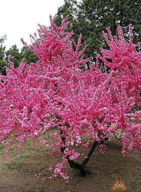 梅花树苗粉红色地栽开花榆叶梅