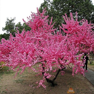 梅花树苗粉红色榆叶梅地栽盆栽开花多红梅梅花美人梅桃花树苗绿梅