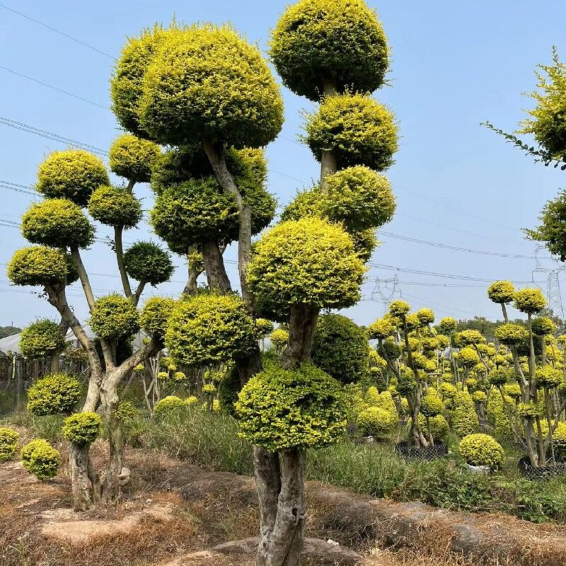 庭院别墅绿化造型树小叶女贞树苗庭院绿篱植物抗寒不落叶四季常青