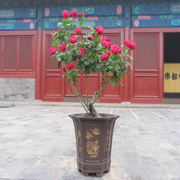 5年玫瑰大苗 图片 价格 多少钱 什么值得买