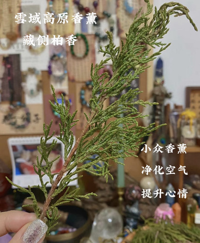 精品藏香柏新鲜煨桑烟供火供新鲜柏香枝藏地树枝香薰料植物香薰