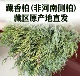 藏香柏正宗新鲜秘境藏香独特天然植物净化香薰松柏香香藏家用香薰