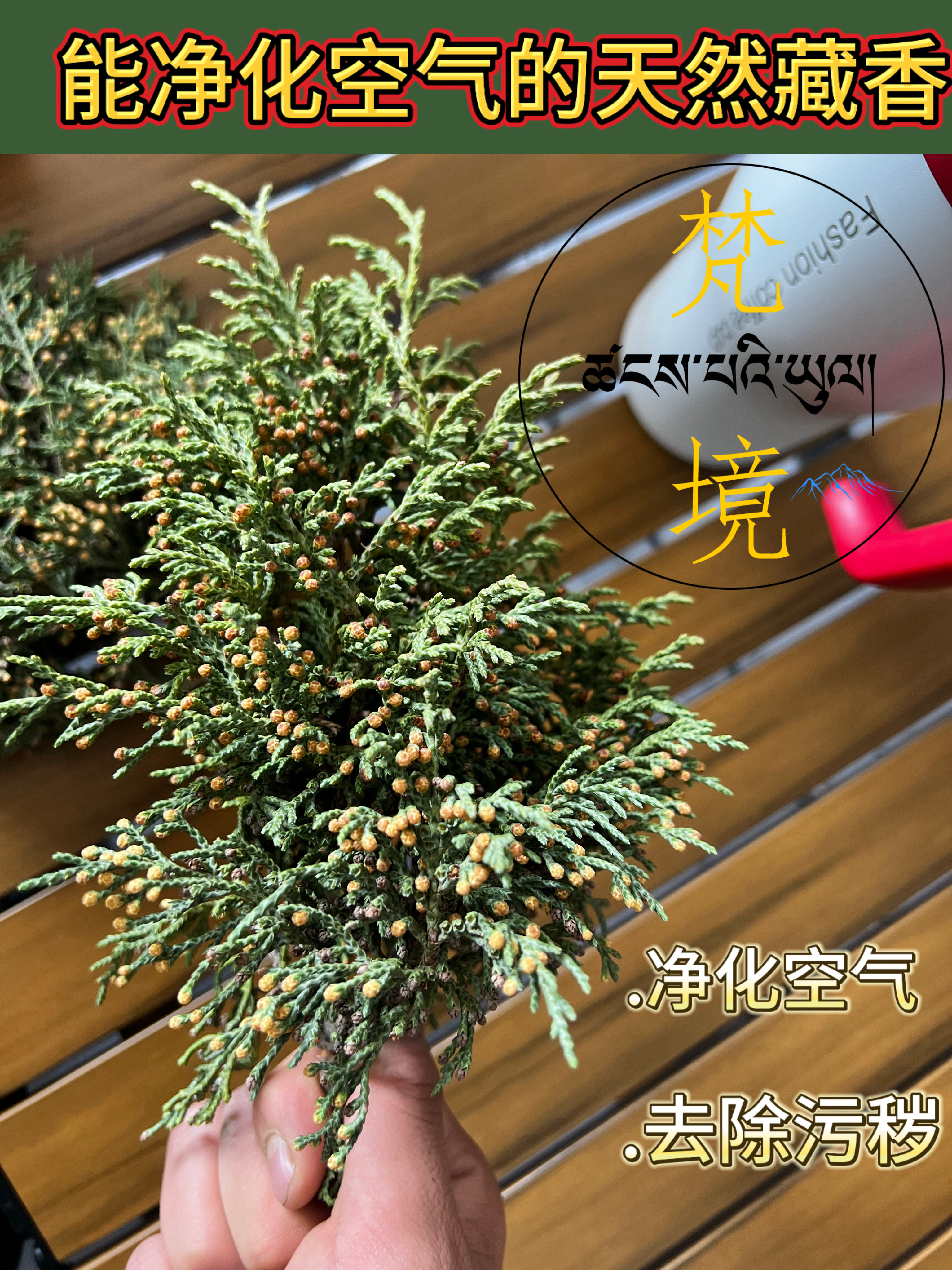 海拔4000藏区天然香柏叶家用净化空气香薰植物香薰图片
