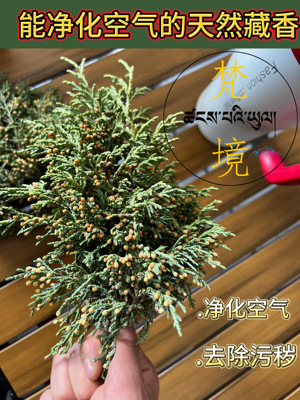 海拔4000藏区天然香柏叶家用净化空气香薰植物香薰