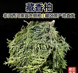 藏香柏正宗新鲜秘境藏香独特天然植物净化香薰松柏香香藏