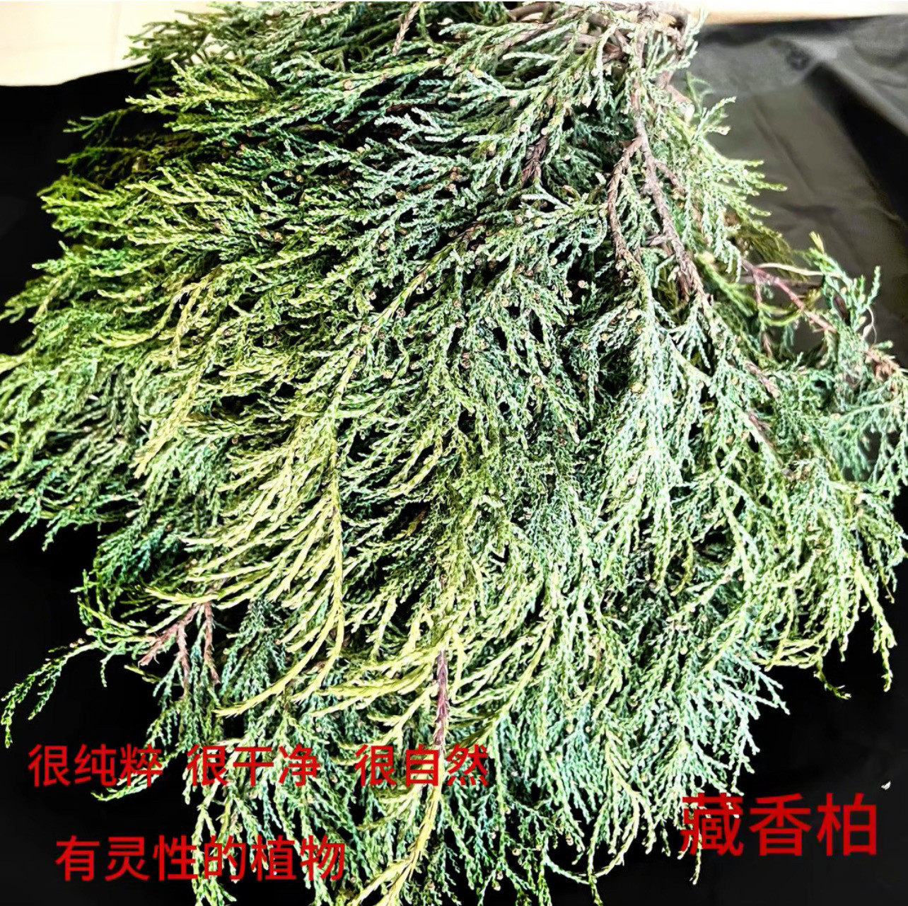 煨桑烟供火供新鲜柏香枝藏地树枝香薰料天然藏香柏香浓香型正宗