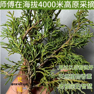 正宗高原藏香柏师傅新鲜采摘天然植物香薰净化空气