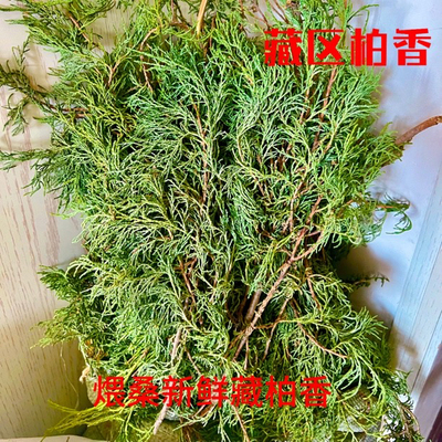 野生藏侧柏侧柏香叶雪域高原直发现摘现发野生