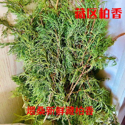 野生藏侧柏侧柏香叶雪域高原直发现摘现发野生