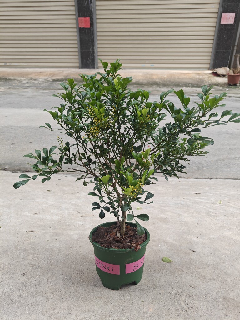 带花苞四季庭院阳台芳香室外植物