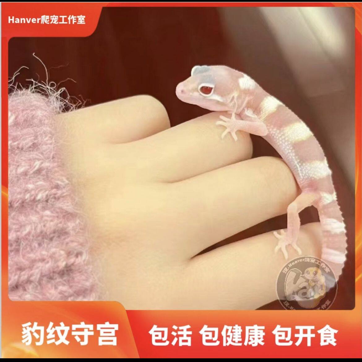 豹纹守宫活体蜥蜴新手温顺儿童饲养宠物萝卜大眼银河包邮自繁包邮