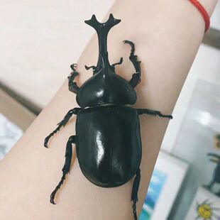 独角仙活虫甲姬兜长戟大兜网红宠物新手入门级好养昆虫大力士甲虫