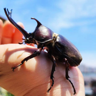 独角仙活虫甲姬兜长戟大兜网红宠物新手入门级好养昆虫大力士甲虫