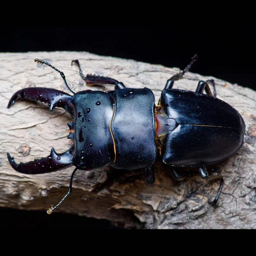 中国扁锹甲中华大扁锹成虫幼虫新手甲虫饲养套餐独角仙宠物活体