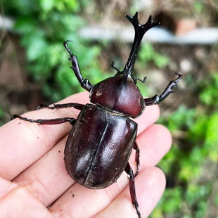 独角仙活虫甲姬兜长戟大兜网红宠物新手入门级好养昆虫大力士甲虫