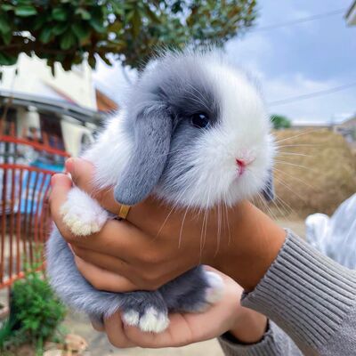 小兔子活物侏儒兔长不大