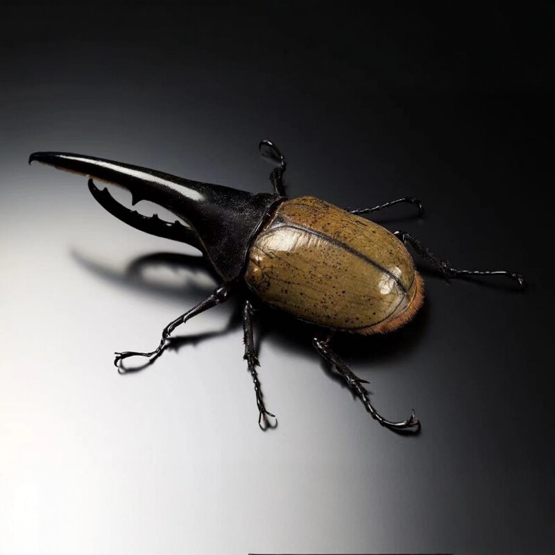 长戟大兜幼虫一龄幼虫,DHH幼虫大兜甲虫另类宠物易养包活彩虹网红