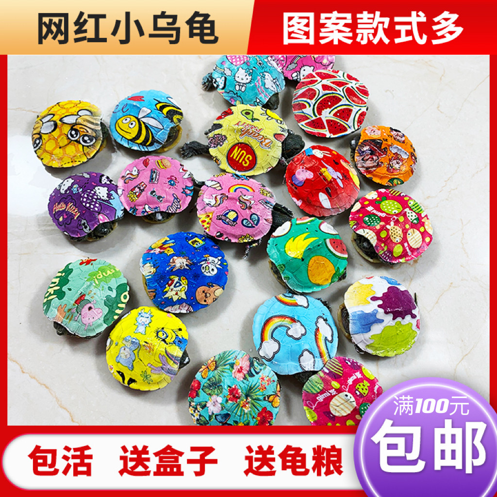 幼儿园网红七彩小乌龟宠物活体彩龟/鳖