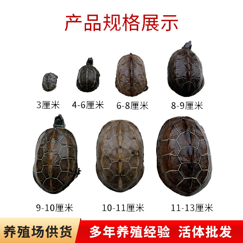 外塘中华草龟活物长寿龟黑腹草龟活体墨龟宠物观赏龟活体小乌龟