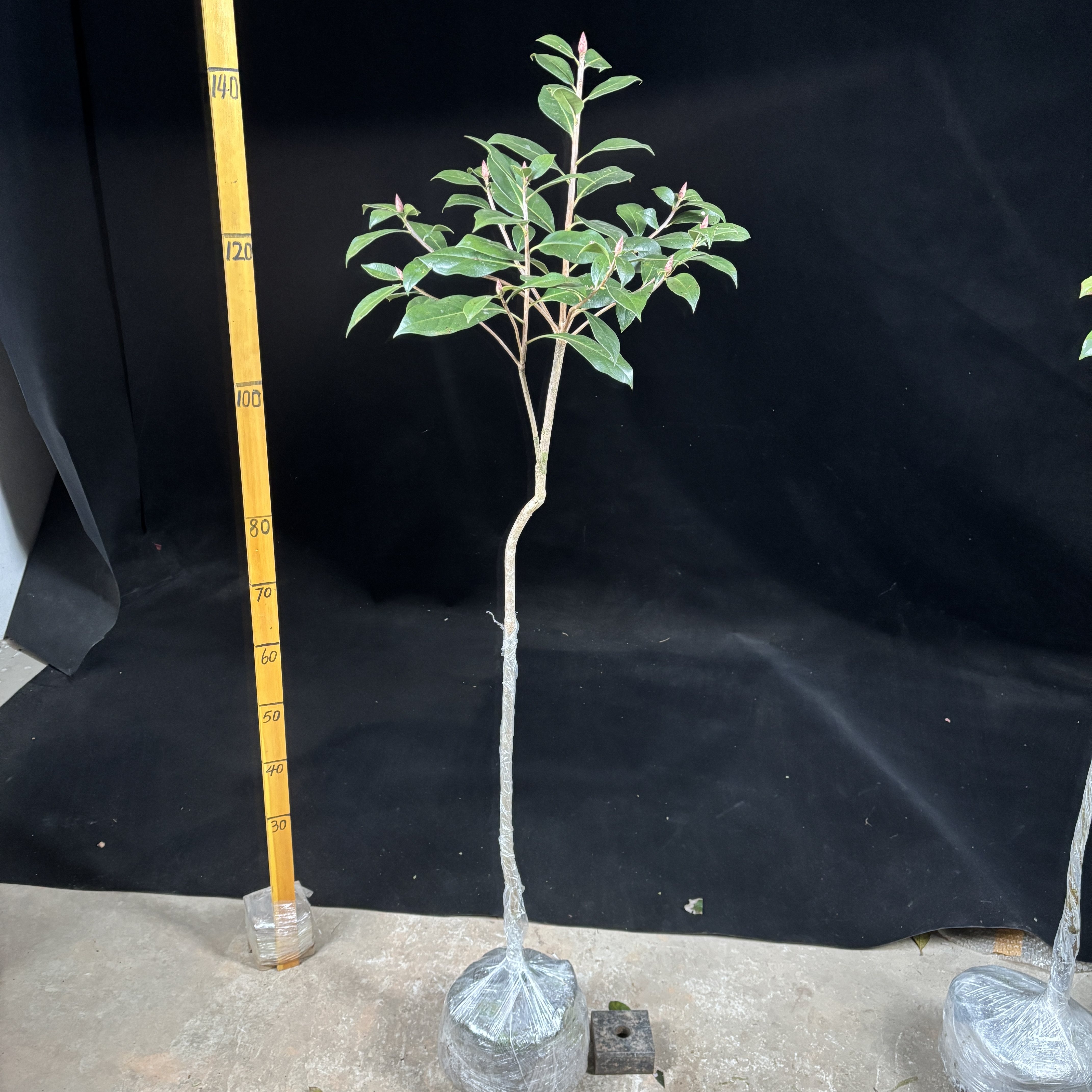 现货 熟桩盆景盆栽 广东吊钟花 粉红色 种植树苗 今年可以开花