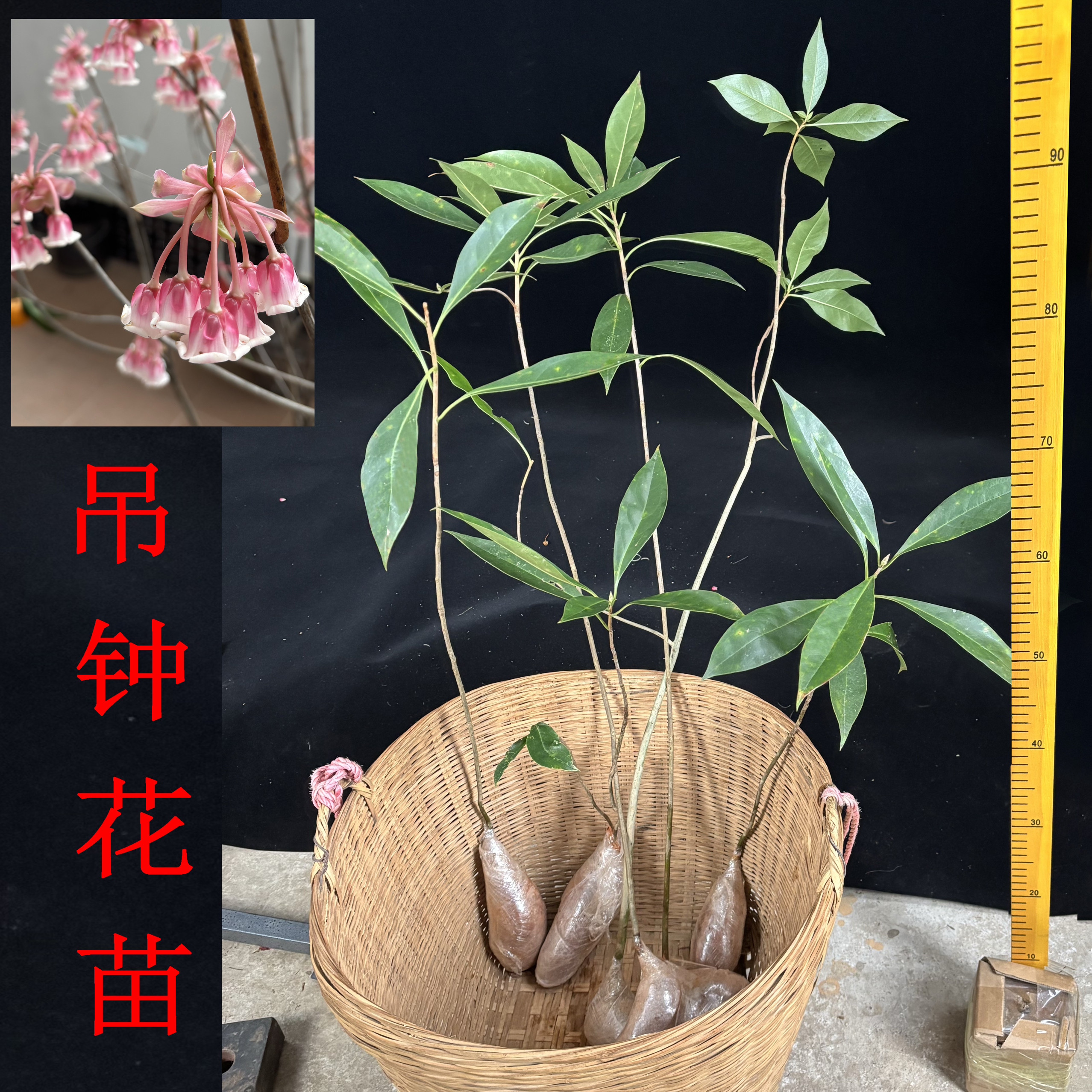 吊钟花 树苗 盆栽 土养地栽