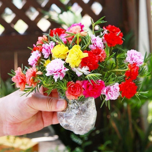 太阳花花苗重瓣大花带花苞混色种孑盆栽四季开花院子里适合种的花