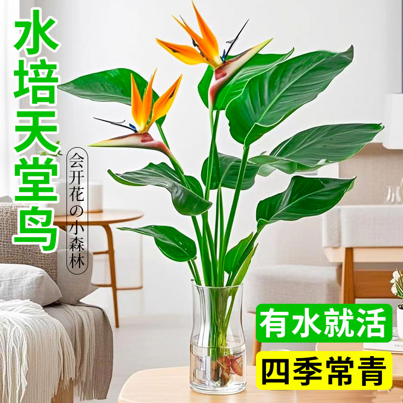水培天堂鸟室内花卉植物鲜花盆栽客厅四季常青办公室桌面好养绿植