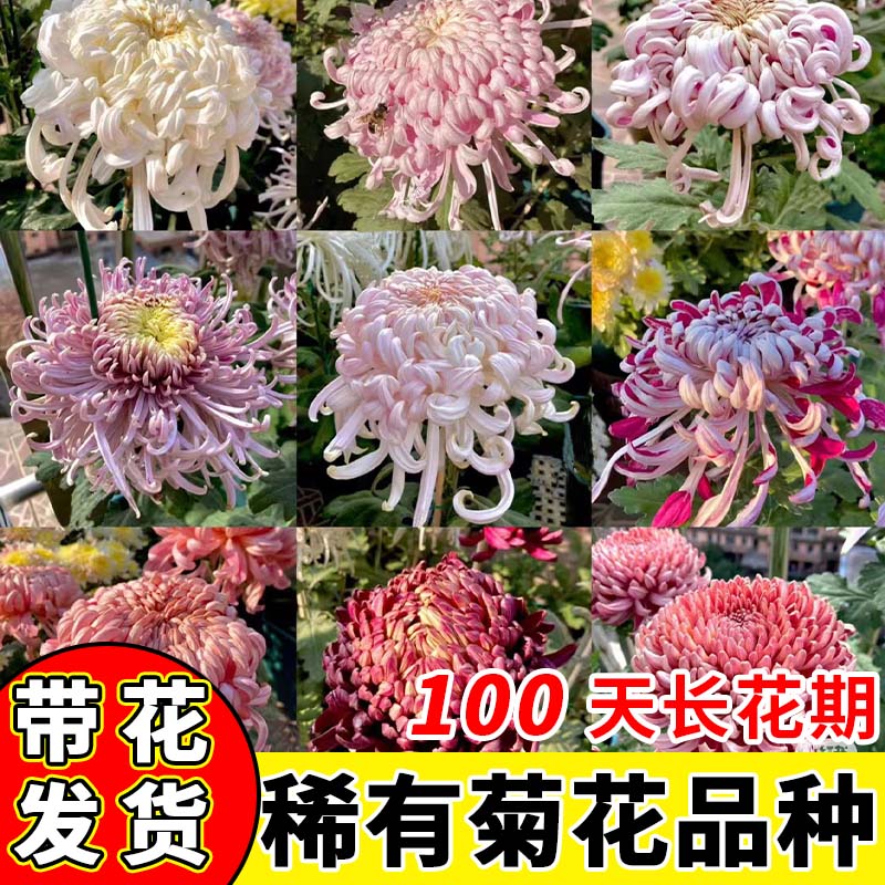 各种菊花苗大花带花苞盆栽四季特大花开花秋菊花苗适合懒人养的花