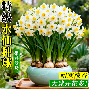 漳州水仙花种球正宗水培特级大球雕刻水养单瓣批发秋冬盆栽开花卉