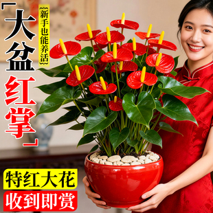 红掌带花盆栽鸿运当头大叶大花客厅植物鲜花四季真花盆景水培开花