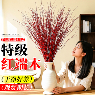 红瑞木鲜切红木枝条红柳水培花材室内四季好养年宵花卉办公室绿植